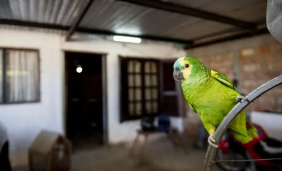“La fiebre del loro”: nuevo caso de Psitacosis en Rafaela