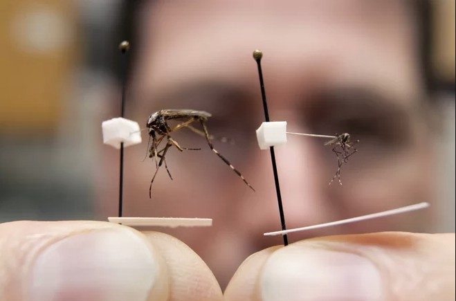 Científicos lograron crear mosquitos genéticamente modificados inmunes al dengue