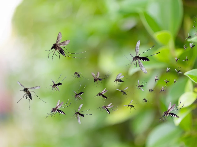 Dengue en Santa Fe: la zona más afectada es el nordeste de la provincia