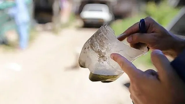 Dengue: en la ciudad de Santa Fe ya confirmaron la “circulación viral”