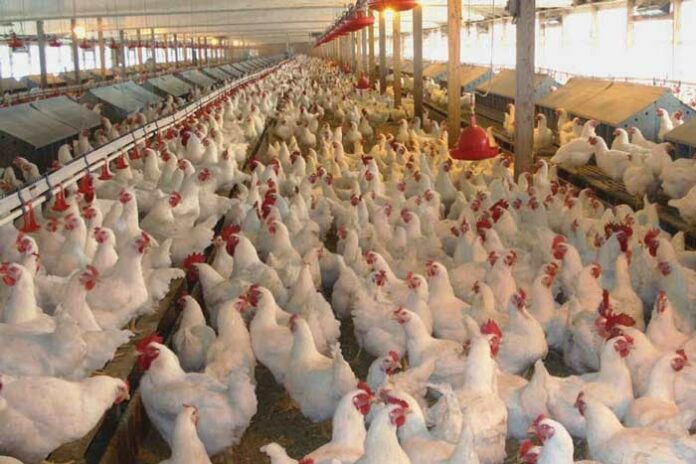 Gripe aviar: ya son 26 las detecciones de la enfermedad en total hasta el momento en todo el país