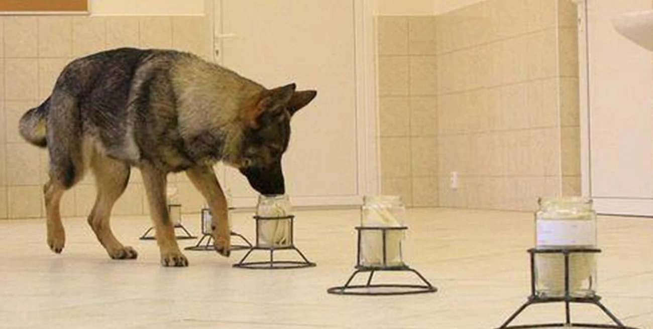 Caninos forenses y la Odorología: formarlos para la detección de drogas, armas y dinero