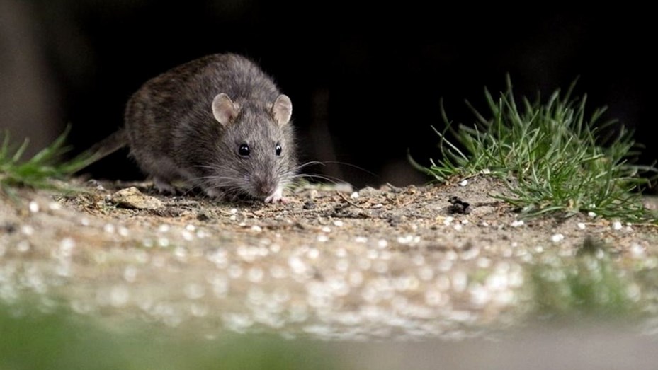 Reconquista: confirman la muerte por hantavirus de un adolescente