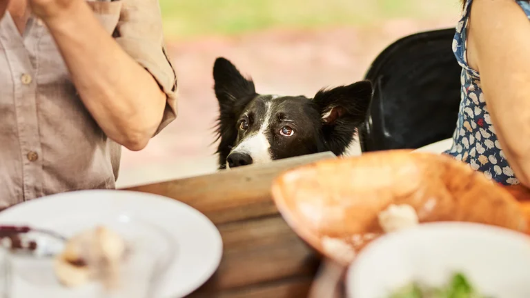 Qué hacer para que tu perro no pida comida en la mesa