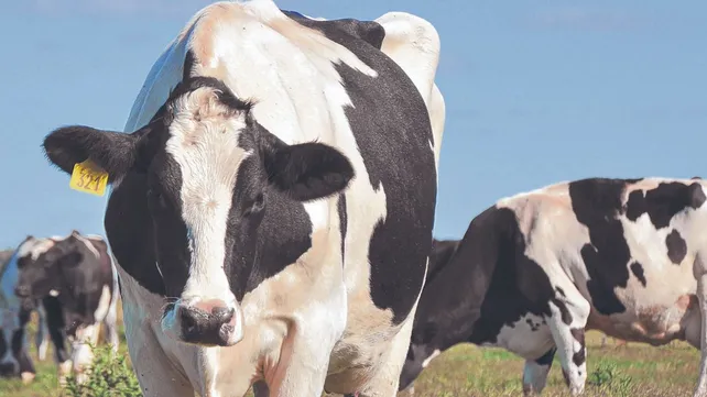 Aseguran que la oferta nacional de leche para este invierno caerá entre 3,8% al 4,8%