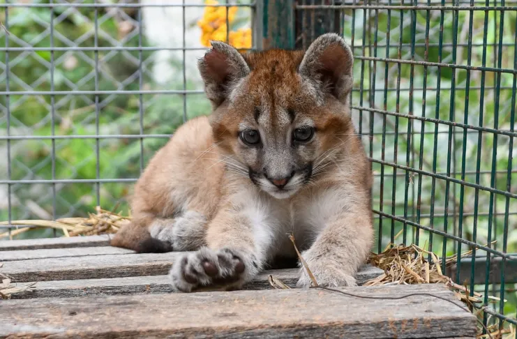 la Granja La Esmeralda espera la llegada de cuatro pumas bebés encontrados en Moises Ville