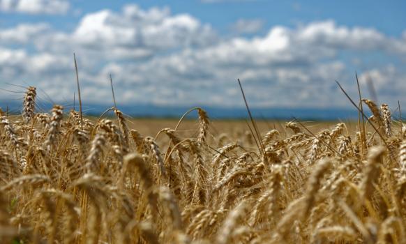 La siembra de trigo en el centro y norte de Santa Fe superó las 430 mil hectáreas