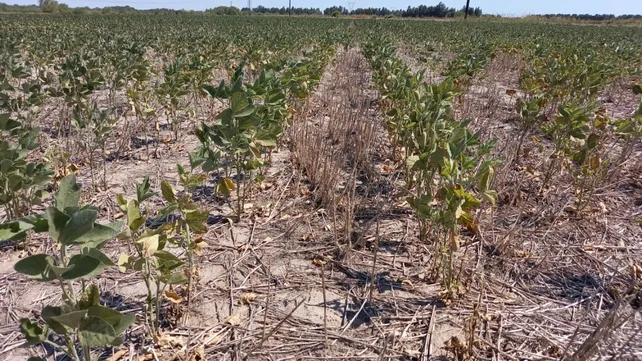 Analizan prorrogar la emergencia agropecuaria por sequía hasta marzo de 2024