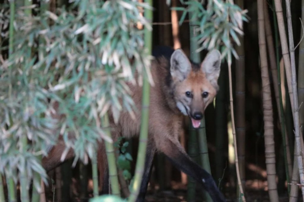 Aparece aguará guazú en la zona este de Esperanza