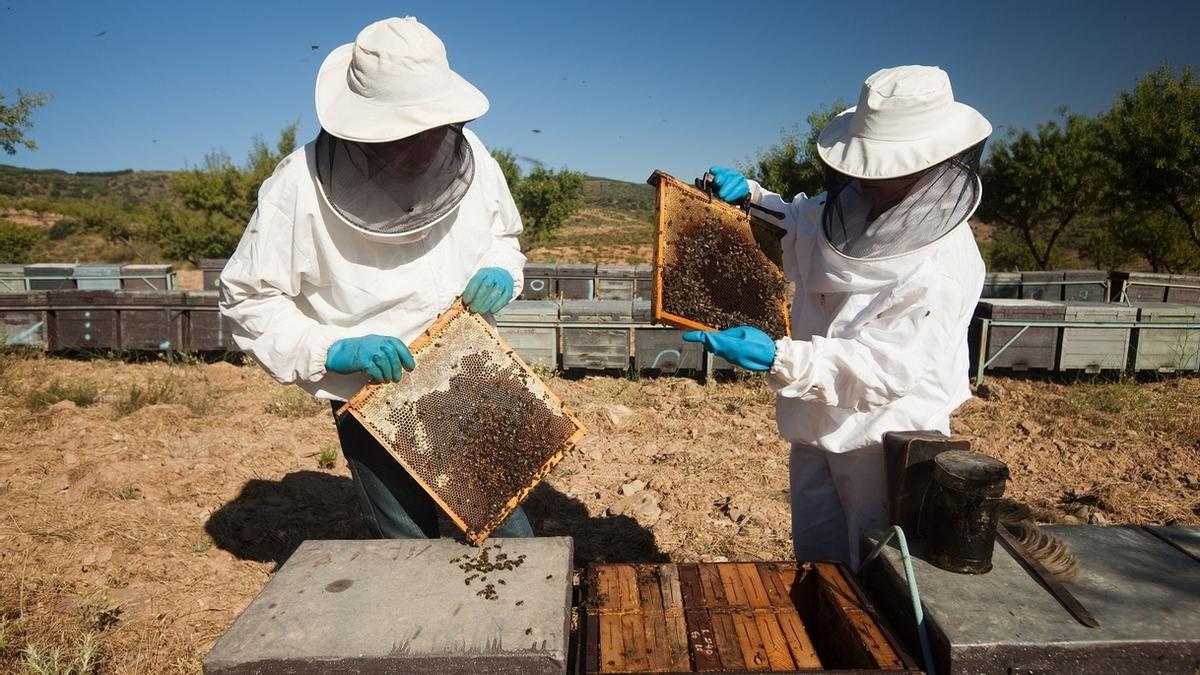 Formación apícola: La Escuela Granja ofrece Curso Inicial para Operadores Apícolas