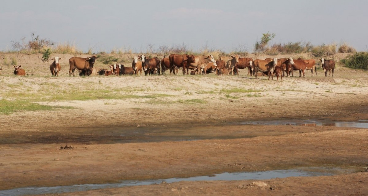 Sequía: Michlig solicitó una urgente asistencia por “grave discriminación” en ayudas por 920 millones