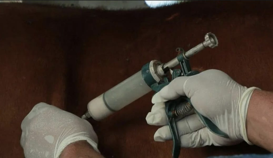 Sanidad bovina: inicia la campaña de vacunación antiaftosa 2023