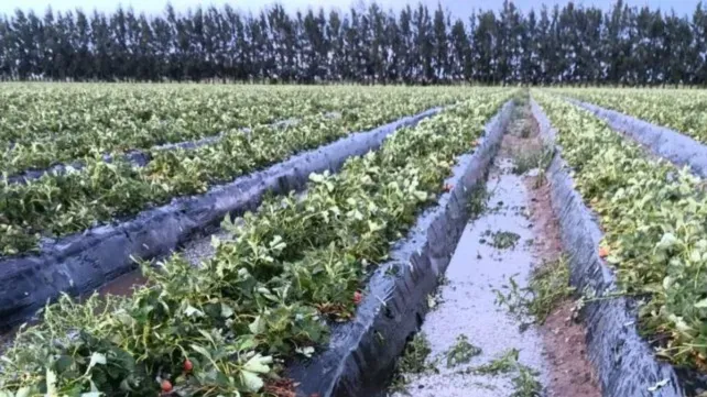 Coronda: el granizo dañó 1.400.000 kilos de frutillas y ya afecta el abastecimiento
