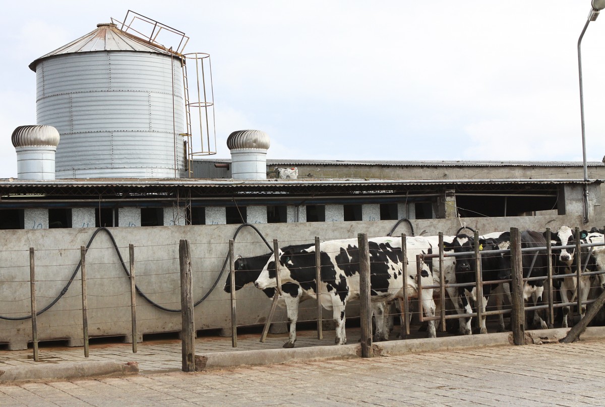 Desarrollan test para diagnosticar enfermedades en bovinos