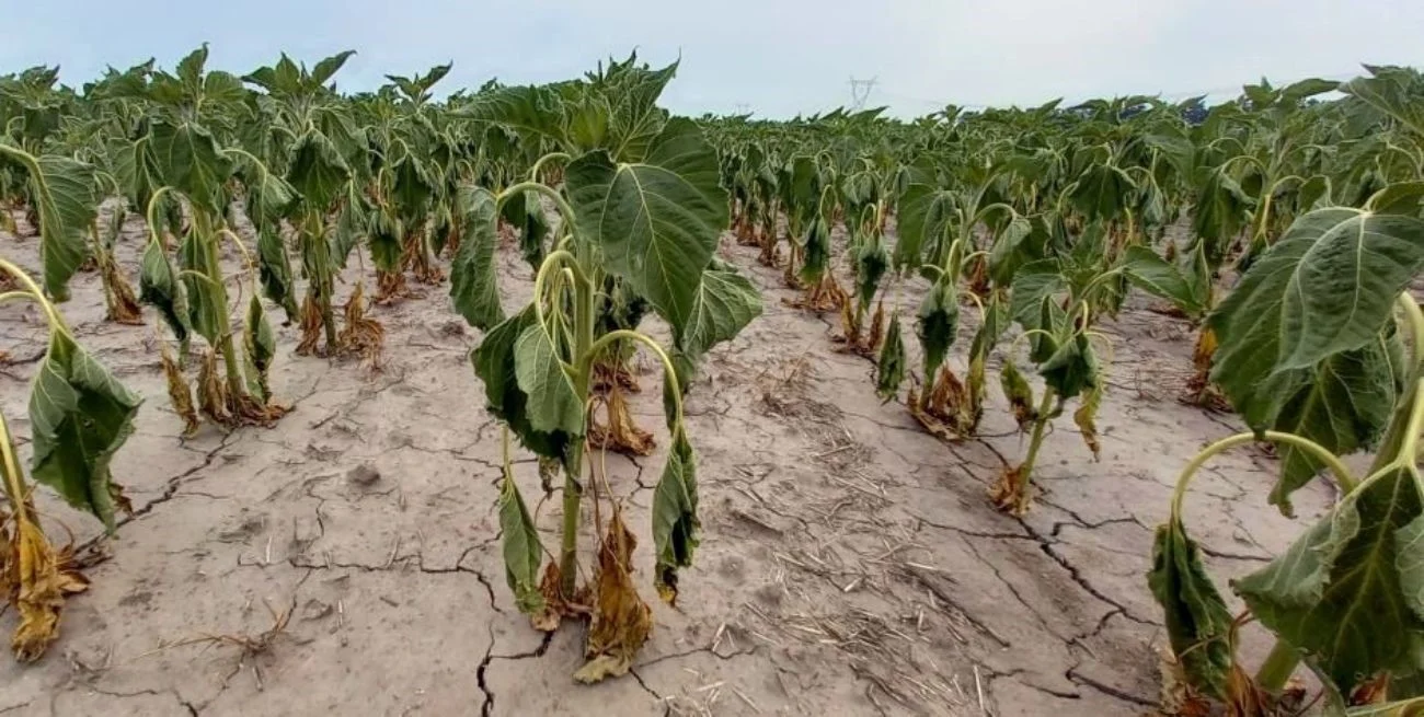 Maíz y girasol: rumbo a la peor campaña en más de una década