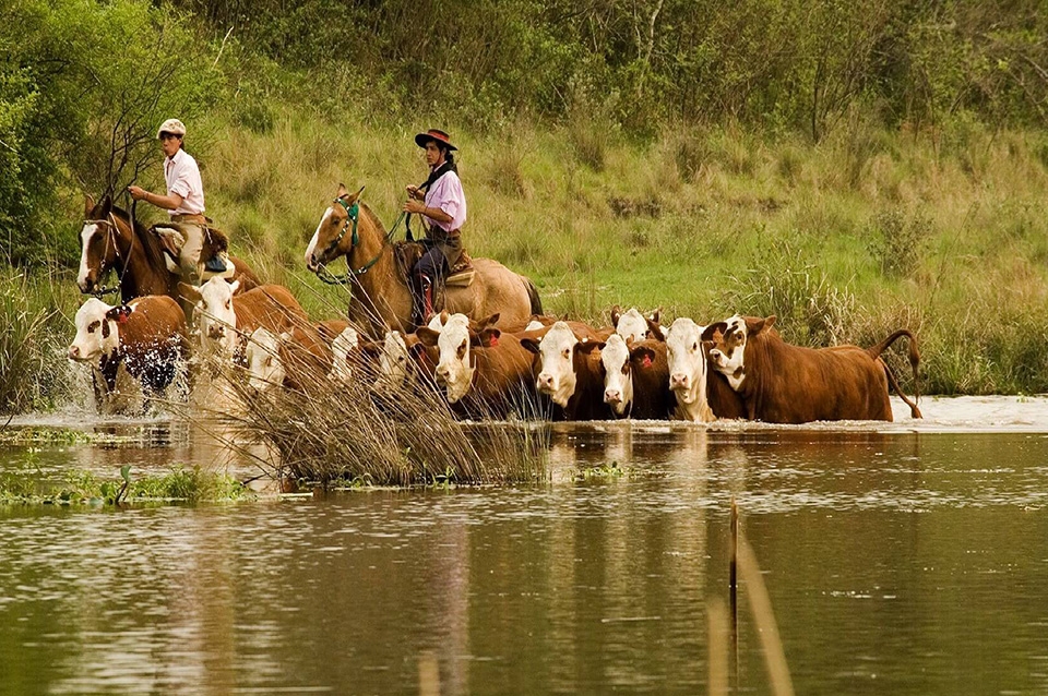 Creciente del Paraná: comenzó el éxodo para sacar la hacienda de los campos