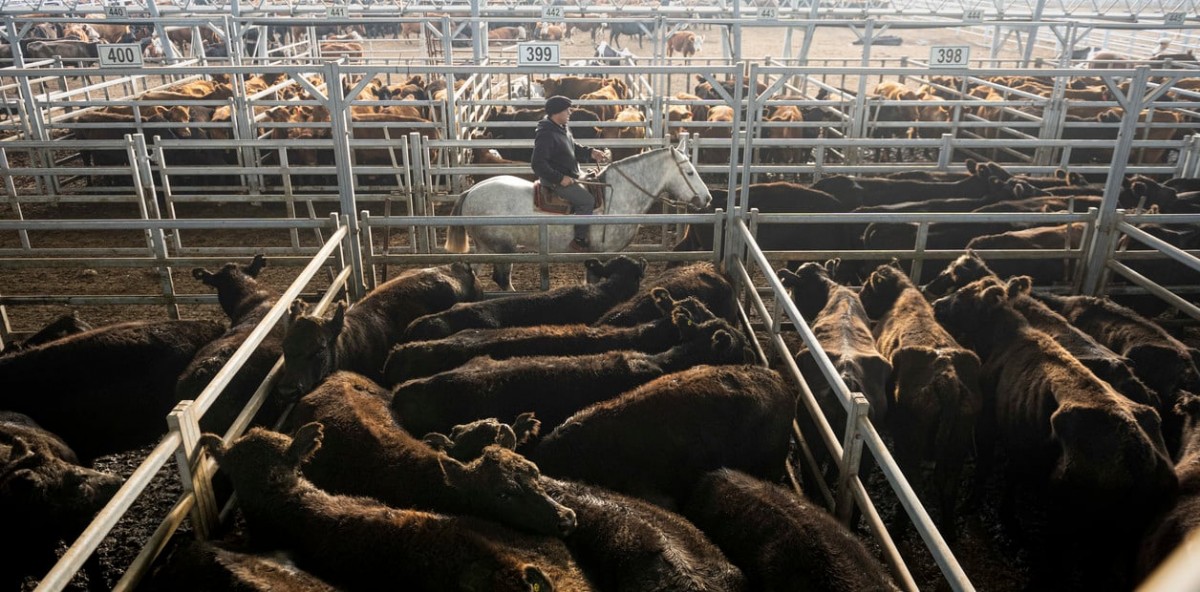 El ganado vacuno aumentó 10% y el kilo de asado podría llegar a $5000 en diciembre y para las Fiestas