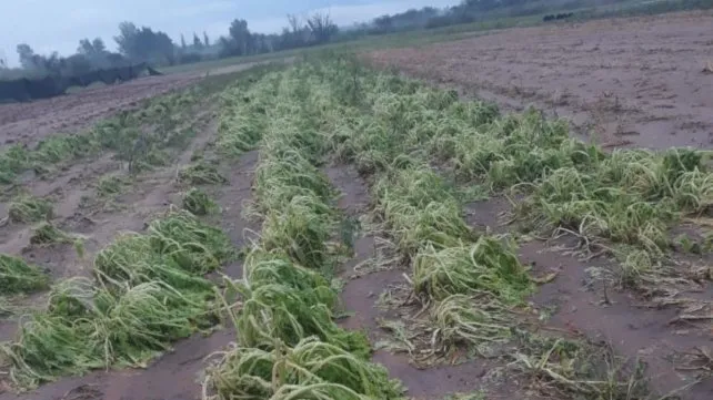 Monte Vera: la pérdida total de verduras podría generar aumentos en los precios