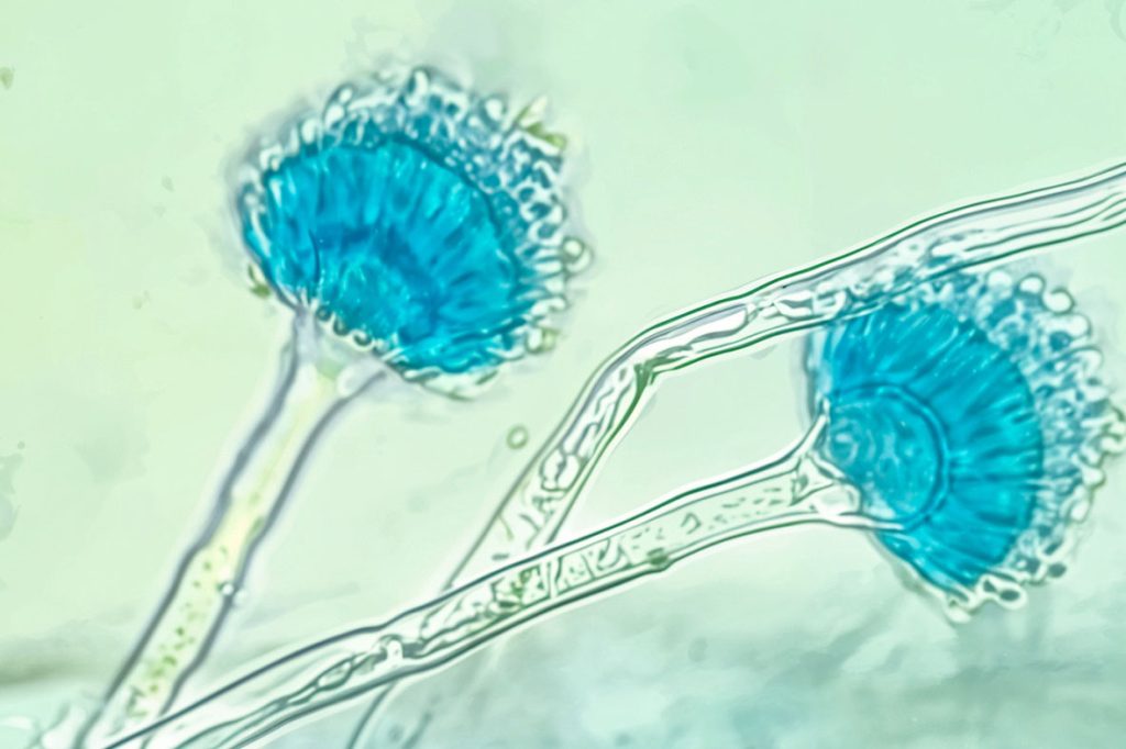 La Facultad de Ciencias Biológicas de la UNL lidera un proyecto clave contra hongos resistentes