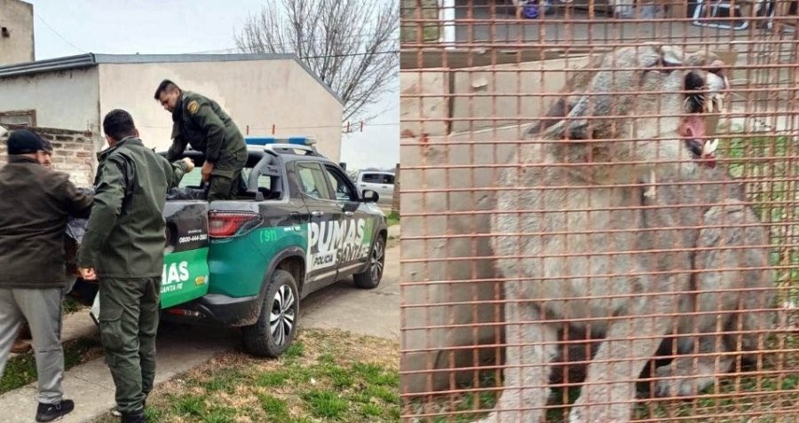 Rescataron un puma que había ingresado al patio de una casa